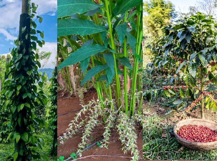 அனர்த்தத்தால் சேதமடைந்துள்ள மிளகு, கோப்பி மற்றும் ஏலக்காய் செய்கைகளுக்கான மானியம்..